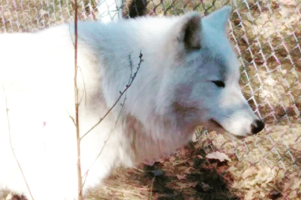 Ένας λευκός λύκος μέσα στο Καταφύγιο Λύκου του Αρκτούρου στις Αγραπιδιές του Νυμφαίου.
