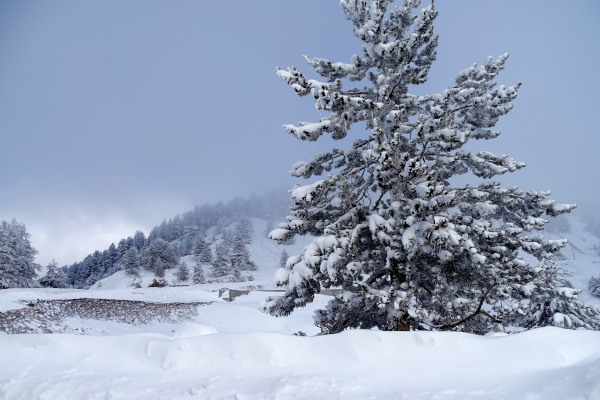 Χιονισμένο δέντρο στο ομιχλώδες και χιονισμένο τοπίο του Χιονοδρομικού Κέντρου Ανήλιο.
