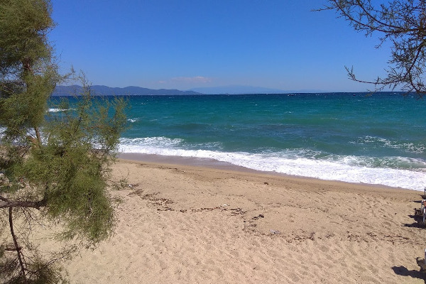 Φωτογραφία από την αμμώδη παραλία της Ιερισσού ανάμεσα στα δέντρα που φτάνουν στην ακτή.