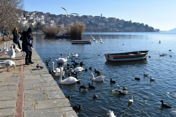 Άνθρωποι που τρέφουν κύκνους, πάπιες και άλλα πουλιά στην ακτή της λίμνης Καστοριάς.