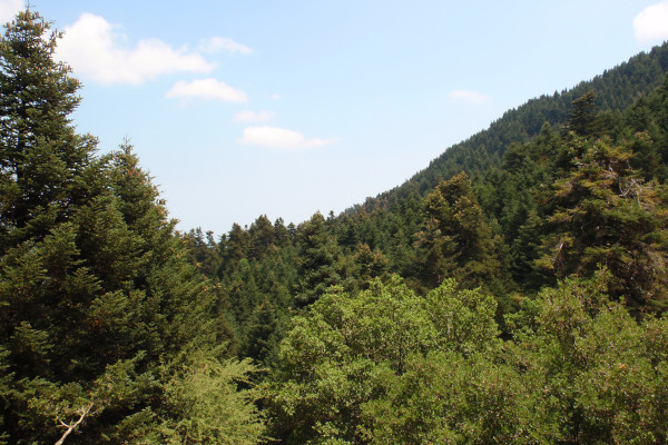Μια εικόνα που δείχνει την πυκνή βλάστηση του Εθνικού Πάρκου Όρους Αίνος στο νησί της Κεφαλονιάς.