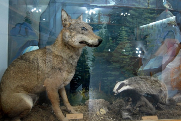 Ταριχευμένος λύκος και ασβός σε έκθεση στο Μουσείο Φυσικής Ιστορίας της Οίτης.
