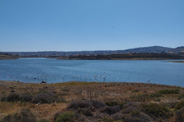 Η λίμνη Μαράθι και ένα σμήνος πουλιών που πετούν στην όχθη της.