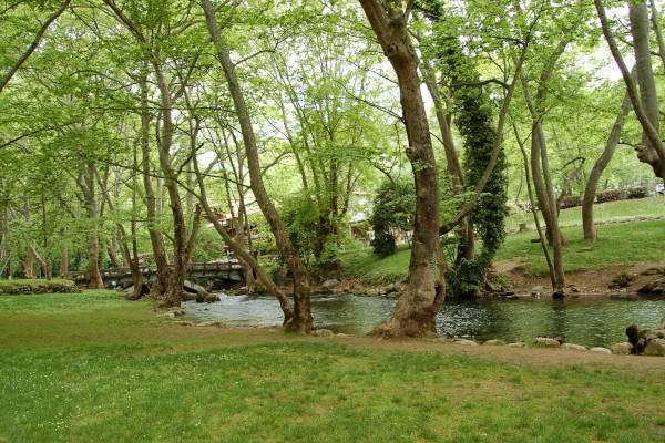 Τα ψηλά πλατάνια στις όχθες του ποταμού Αράπιτσα στον Άγιο Νικόλαο της Νάουσας καθιστούν το τοπίο καταπράσινο.