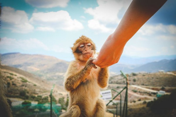 Ένα ανθρώπινο χέρι προσφέρει φαγητό σε μια μαϊμού με φόντο τα βουνά της Κρήτης.