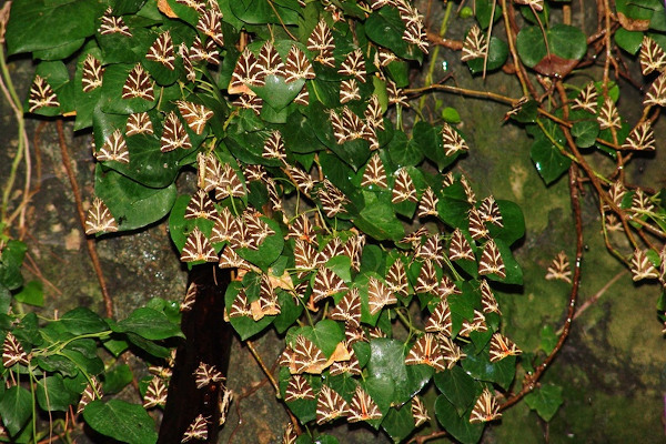 Πολυάριθμες πεταλούδες στα πράσινα φύλλα ενός δέντρου στην κοιλάδα των πεταλούδων της Πάρου.