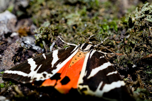Μια κοντινή φωτογραφία μιας πεταλούδας στο πάρκο της κοιλάδας των πεταλούδων της Ρόδου.