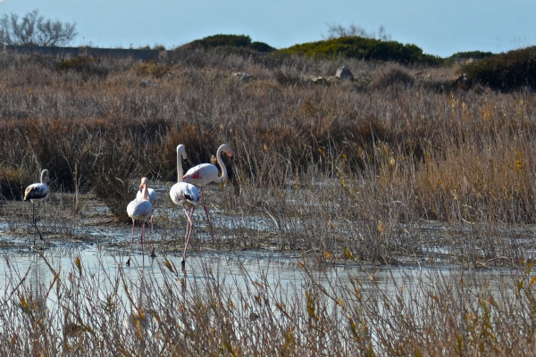 Φλαμίνγκο και άλλα άγρια πτηνά σε μια φωτογραφία που τραβήχτηκε στους υδρότοπους της Αλυκής στο νησί της Σάμου.