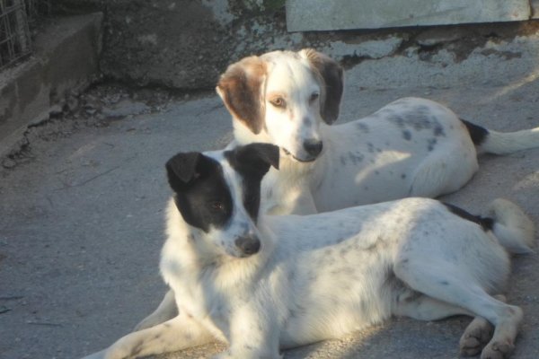Δύο λευκά σκυλιά με πιτσιλιές μαύρου και καφέ ξαπλωμένα στο έδαφος στο Καταφύγιο Σκιάθου.