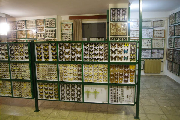 Το εσωτερικό του Εντομολογικού Μουσείου Βόλου με πολυάριθμα έντομα ως εκθέματα σε προθήκες.