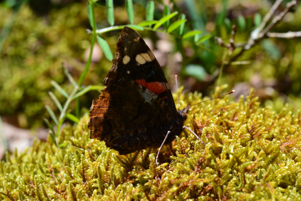 Μια κοντινή εικόνα μιας πεταλούδας που κάθεται στην πράσινη βλάστηση.